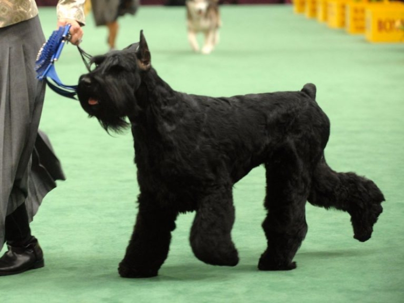 13 dog breeds that are hypoallergenic 13 dog breeds that are hypoallergenic