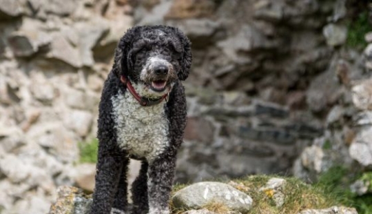 13 dog breeds that are hypoallergenic