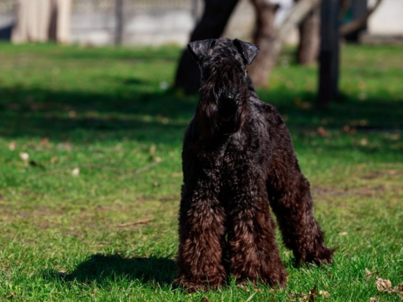 13 dog breeds that are hypoallergenic 13 dog breeds that are hypoallergenic