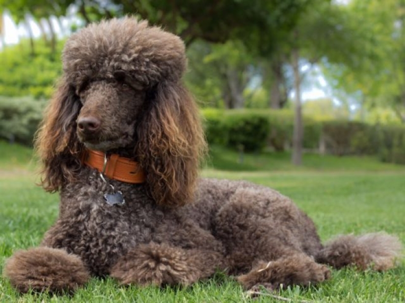 13 dog breeds that are hypoallergenic 13 dog breeds that are hypoallergenic
