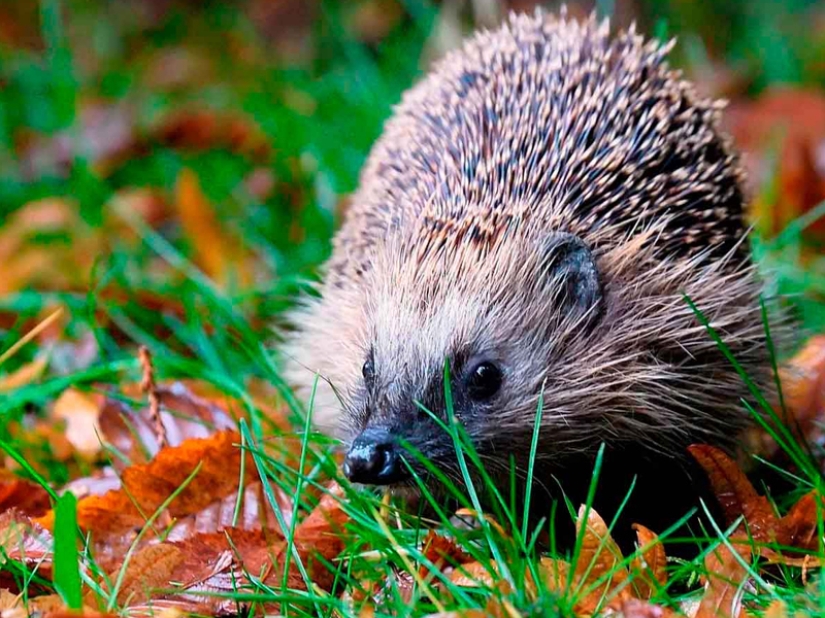 13 Gypsy Facts That Will Surprise You