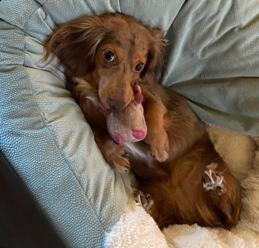 13 mascotas que aman sus juguetes más que nada 13 mascotas que aman sus juguetes más que nada