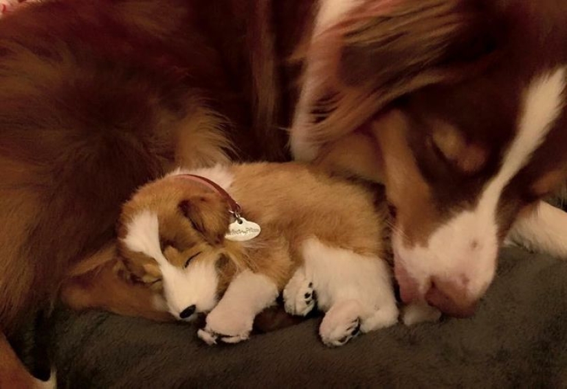 13 mascotas que aman sus juguetes más que nada 13 mascotas que aman sus juguetes más que nada