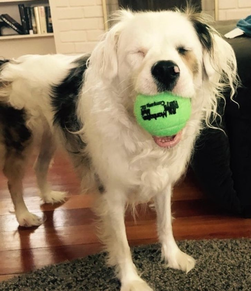 13 mascotas que aman sus juguetes más que nada 13 mascotas que aman sus juguetes más que nada