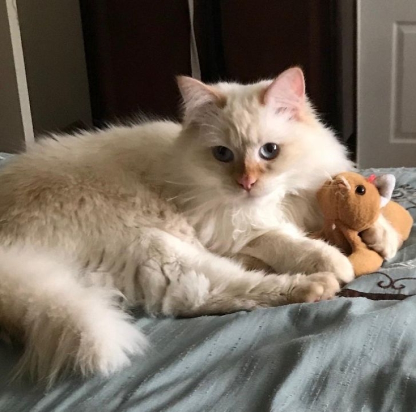 13 mascotas que aman sus juguetes más que nada 13 mascotas que aman sus juguetes más que nada