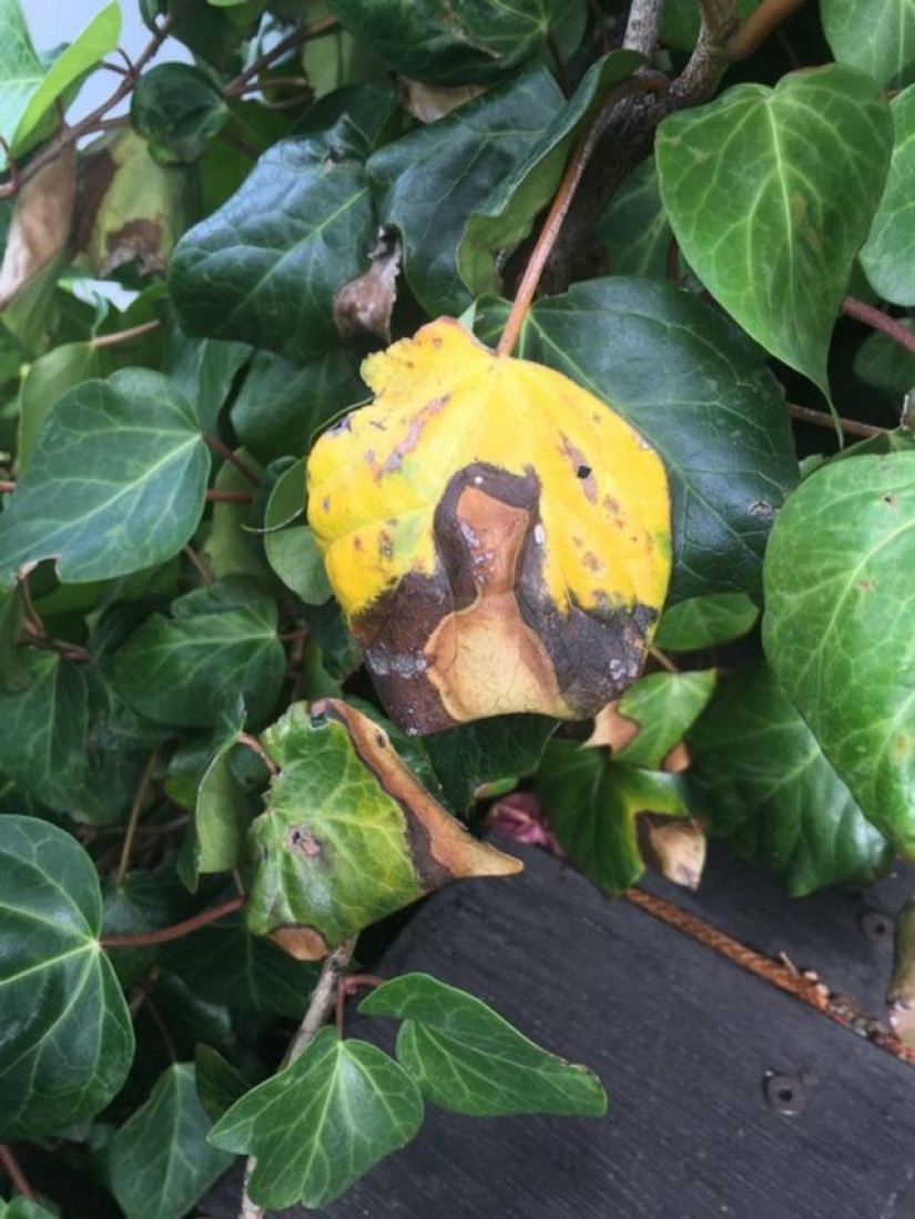 13 objetos que inesperadamente mostraron su verdadero rostro