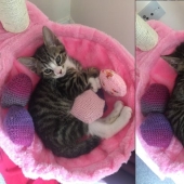 13 Pets Who Love Their Toys More Than Anything