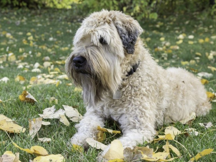 13 razas de perros que son hipoalergénicas