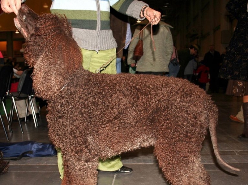 13 razas de perros que son hipoalergénicas