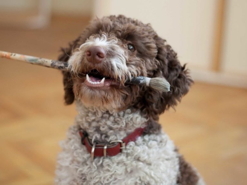 13 razas de perros que son hipoalergénicas