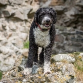 13 razas de perros que son hipoalergénicas