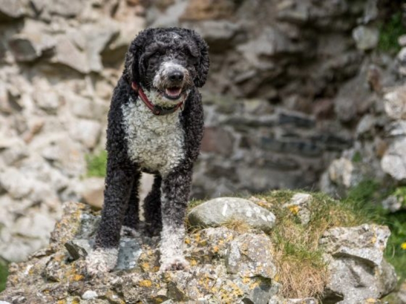 13 razas de perros que son hipoalergénicas