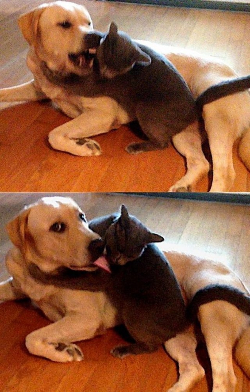 14 fotos divertidas de gatos y perros viviendo juntos 14 fotos divertidas de gatos y perros viviendo juntos