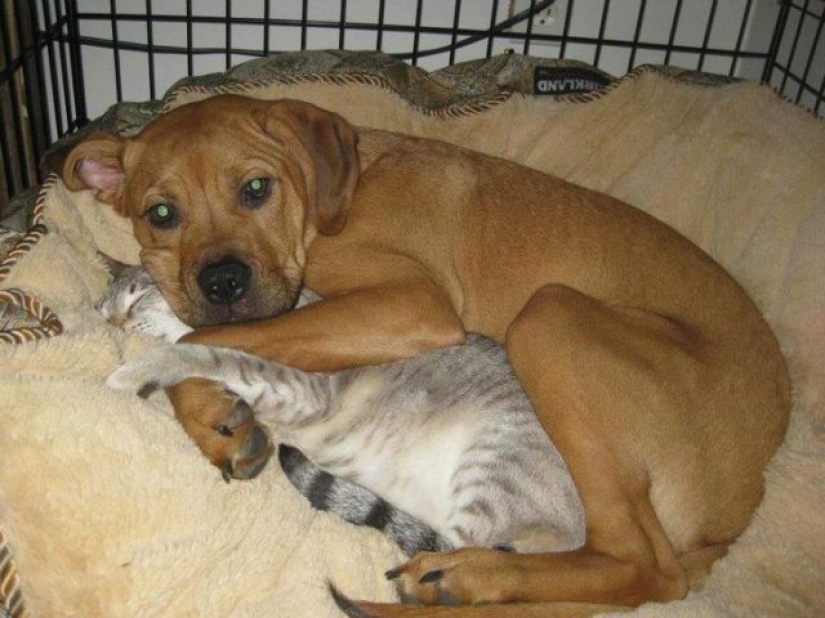 14 fotos divertidas de gatos y perros viviendo juntos 14 fotos divertidas de gatos y perros viviendo juntos