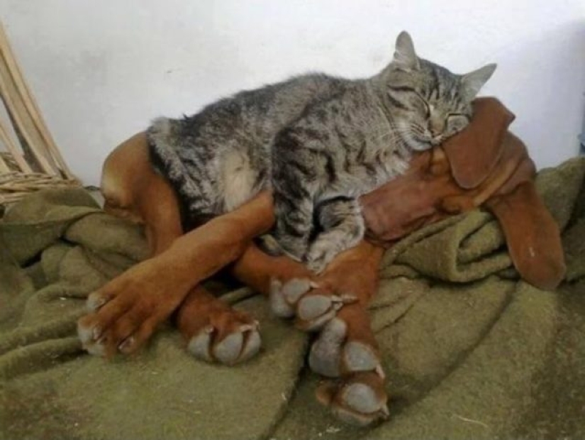 14 fotos divertidas de gatos y perros viviendo juntos 14 fotos divertidas de gatos y perros viviendo juntos