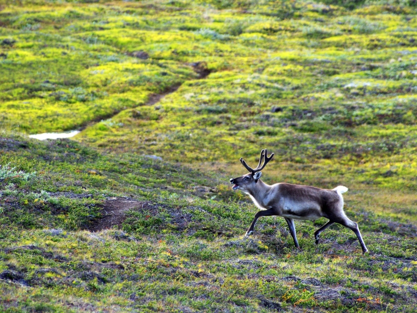 14 fotos que te harán querer visitar Groenlandia