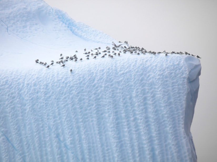 14 fotos que te harán querer visitar Groenlandia