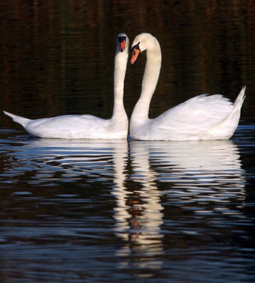 14 historical facts about Valentine's Day that will surprise you greatly