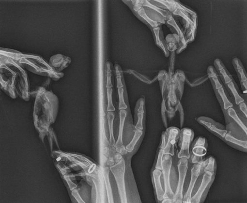 14 Things Nature Can't Show, But An X-Ray Can Show