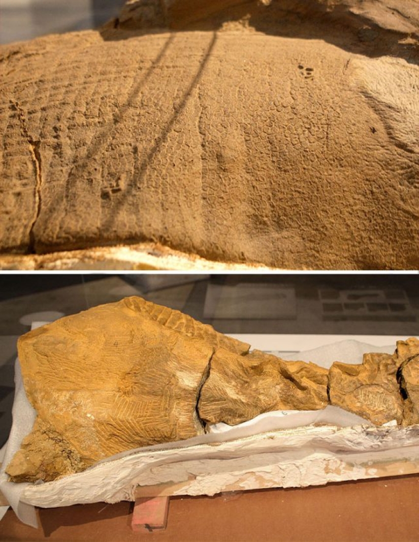 15 Ancient Fossils That Will Make You Say "Wow" 15 Ancient Fossils That Will Make You Say "Wow"