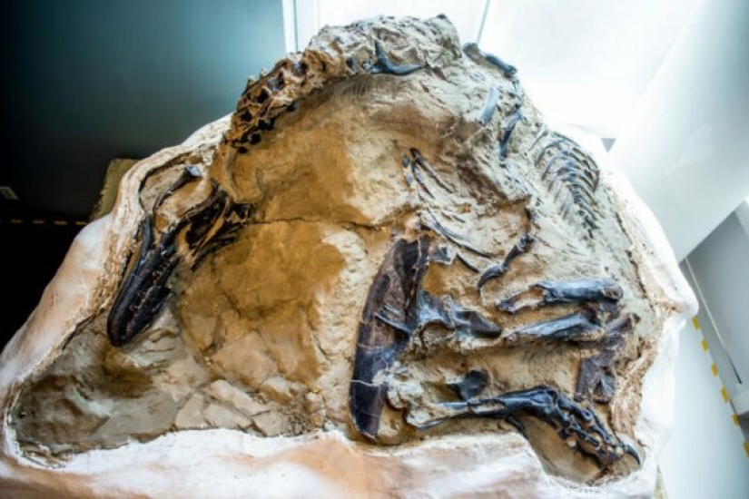 15 Ancient Fossils That Will Make You Say "Wow" 15 Ancient Fossils That Will Make You Say "Wow"
