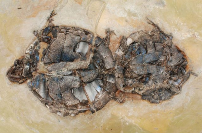 15 Ancient Fossils That Will Make You Say "Wow" 15 Ancient Fossils That Will Make You Say "Wow"