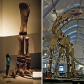 15 Ancient Fossils That Will Make You Say "Wow"