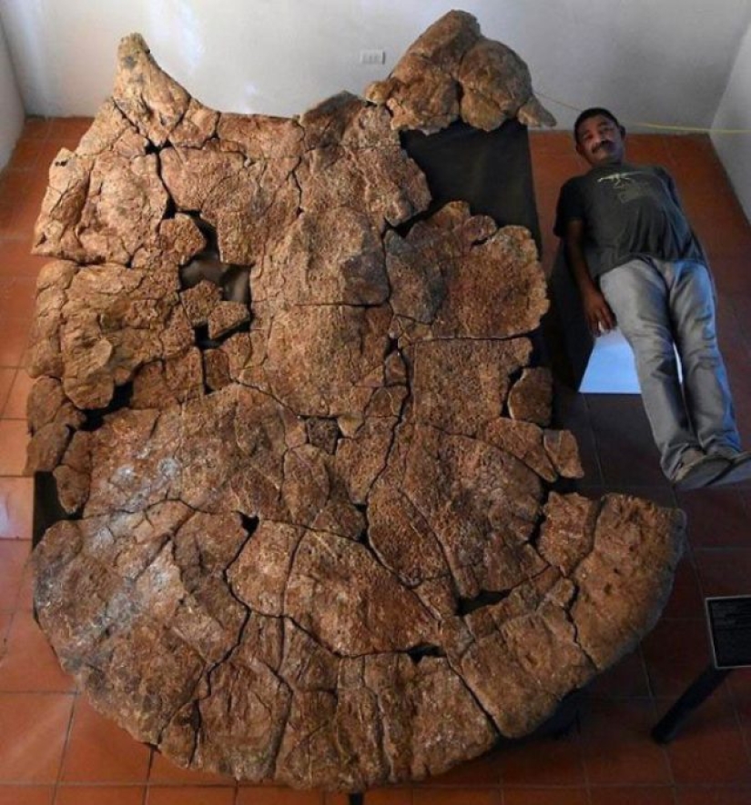 15 Ancient Fossils That Will Make You Say "Wow" 15 Ancient Fossils That Will Make You Say "Wow"