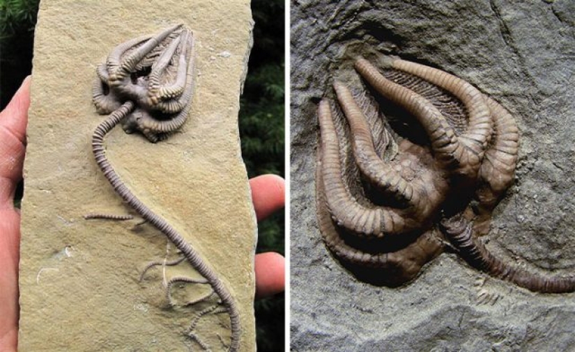 15 Ancient Fossils That Will Make You Say "Wow" 15 Ancient Fossils That Will Make You Say "Wow"