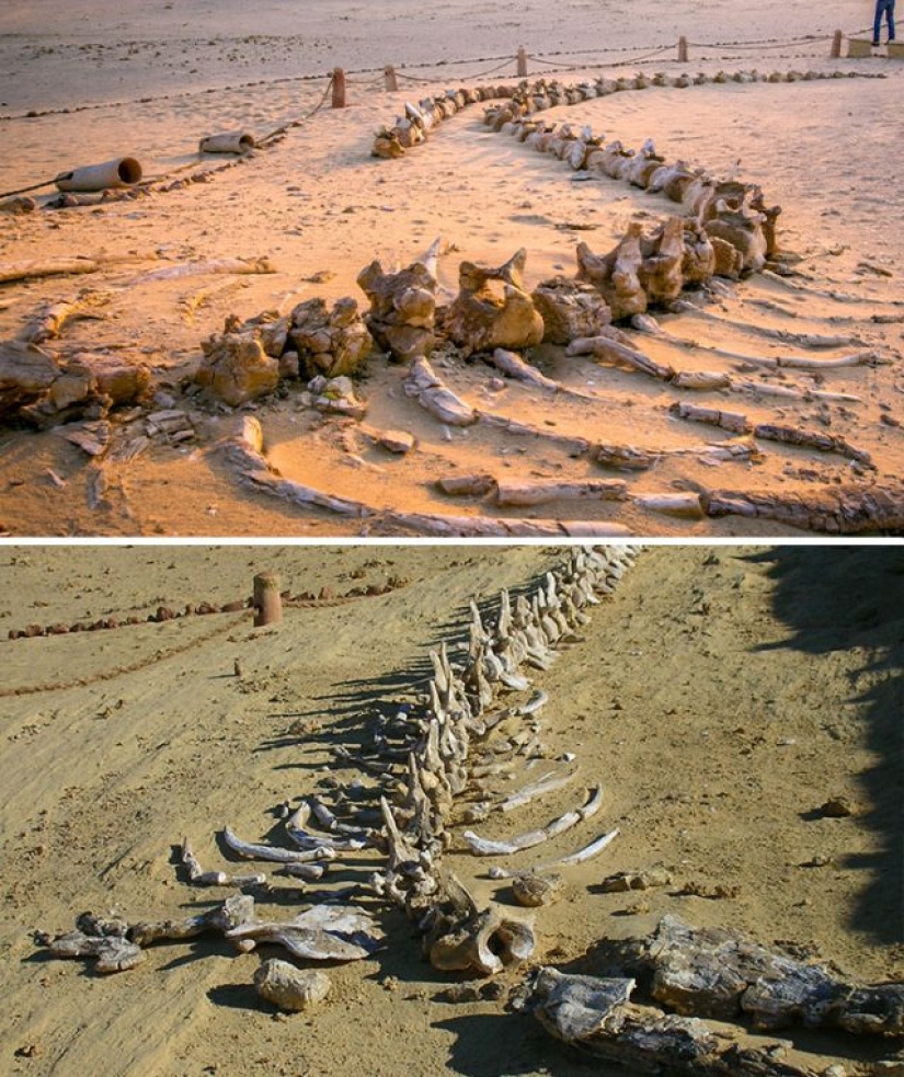 15 Ancient Fossils That Will Make You Say "Wow" 15 Ancient Fossils That Will Make You Say "Wow"