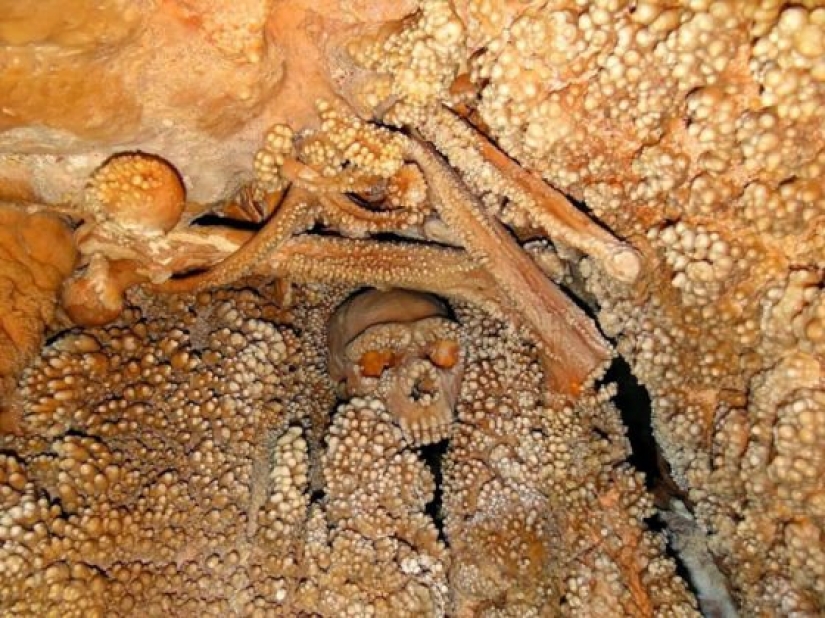 15 Ancient Fossils That Will Make You Say "Wow" 15 Ancient Fossils That Will Make You Say "Wow"