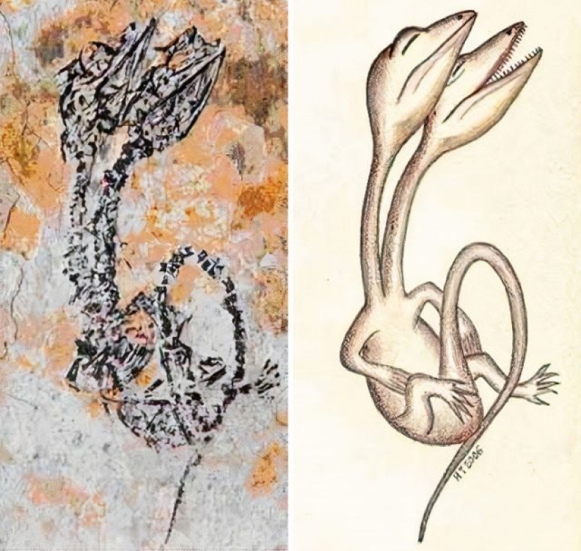 15 Ancient Fossils That Will Make You Say "Wow" 15 Ancient Fossils That Will Make You Say "Wow"