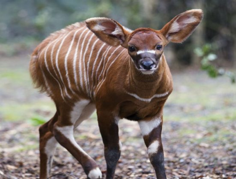 15 animales lindos que no conocías