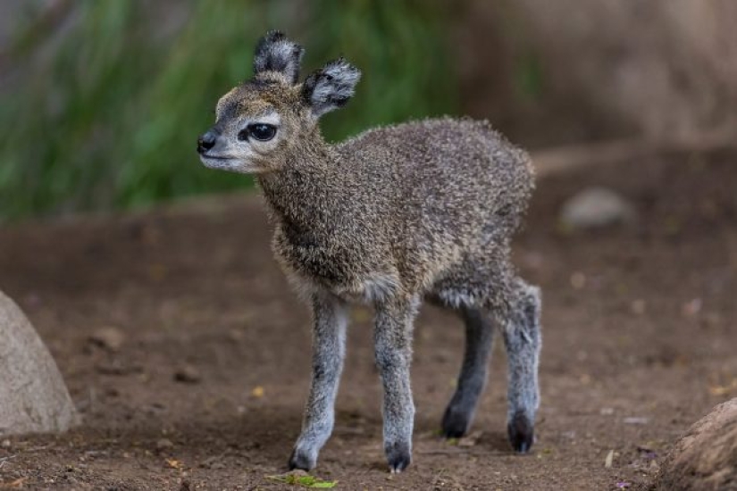 15 animales lindos que no conocías