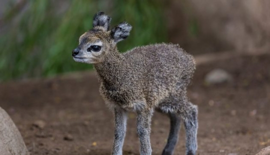 15 animales lindos que no conocías