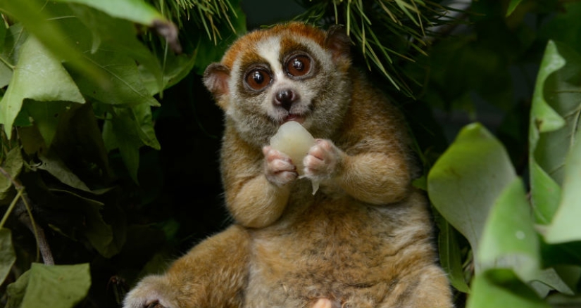 15 animales peligrosos que consideramos lindos y amables