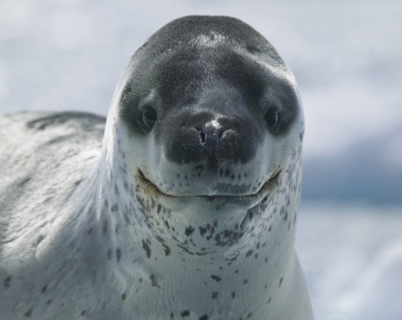 15 animales peligrosos que consideramos lindos y amables