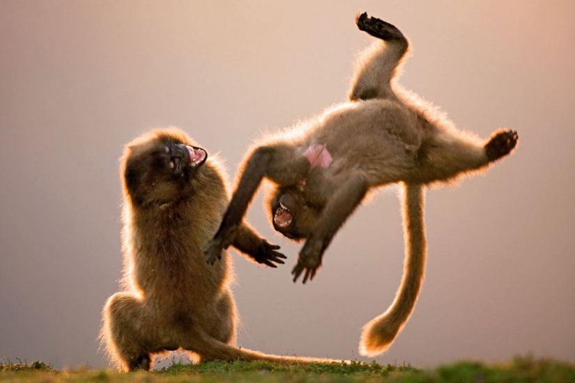 15 animales que saben ponerse en forma para la primavera