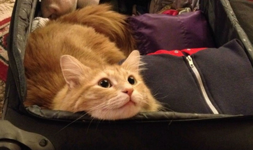 15 animales que se niegan a creer que no se los llevan con ellos 15 animales que se niegan a creer que no se los llevan con ellos