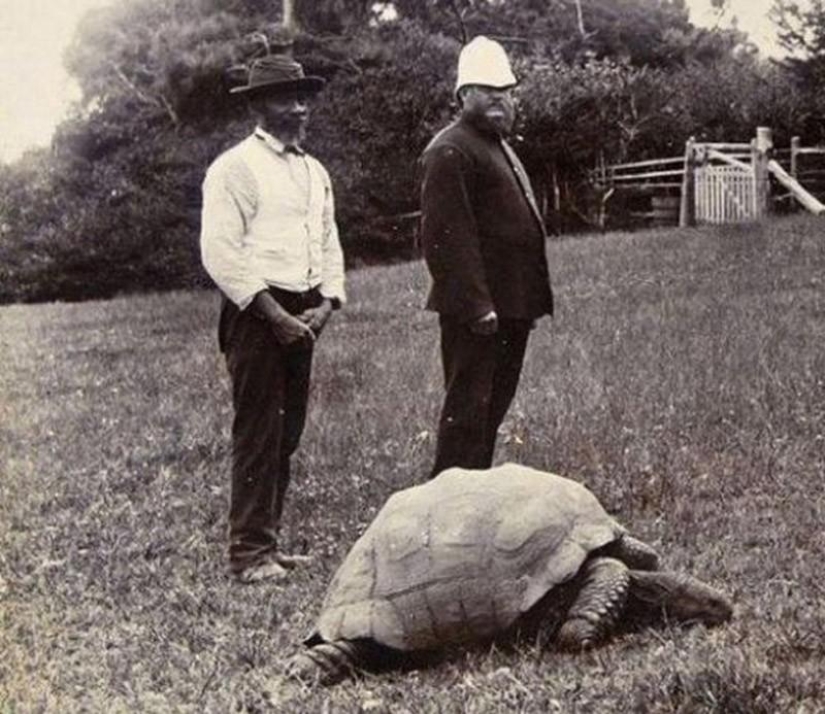 15 animales que son mayores que tus abuelos