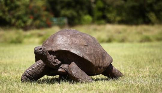 15 animales que son mayores que tus abuelos