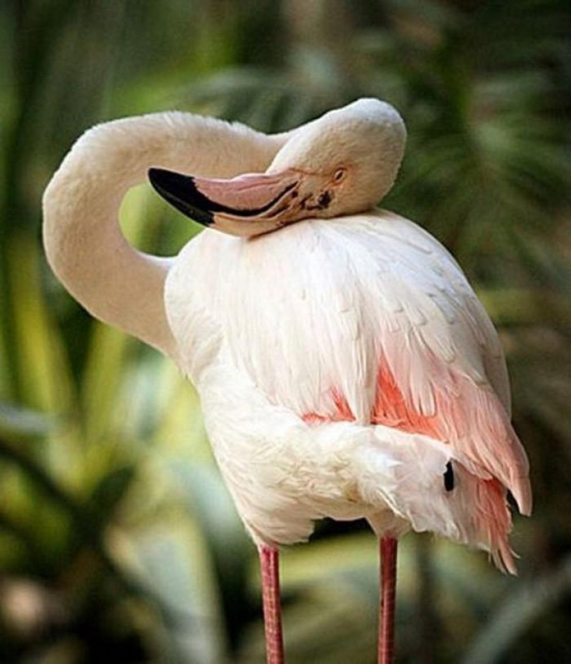 15 animales que son mayores que tus abuelos