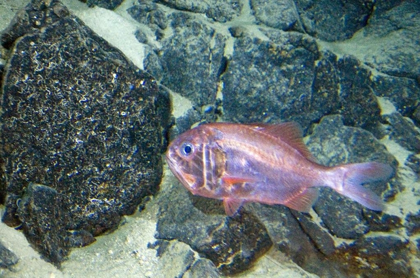 15 animales que son mayores que tus abuelos