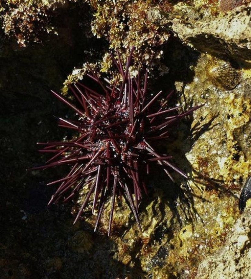 15 animales que son mayores que tus abuelos