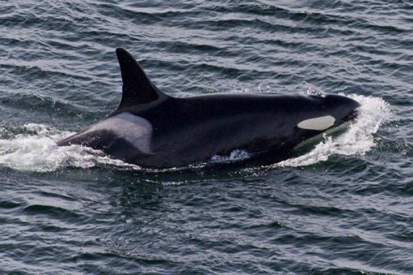 15 animals that are older than your grandparents