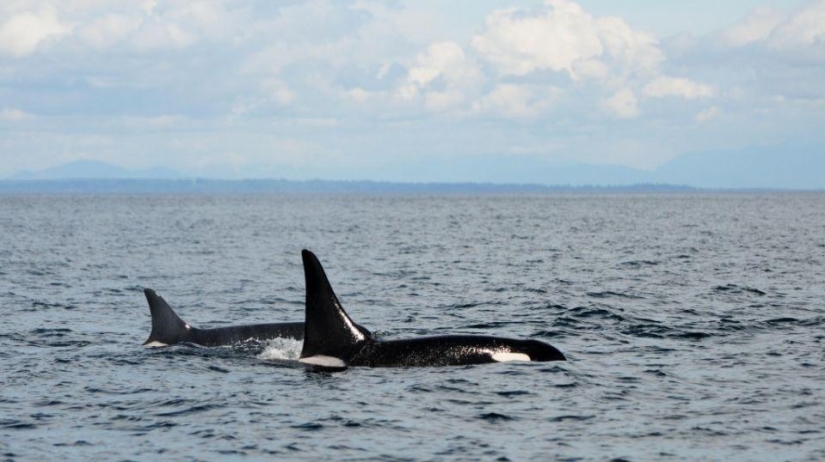 15 animals that are older than your grandparents