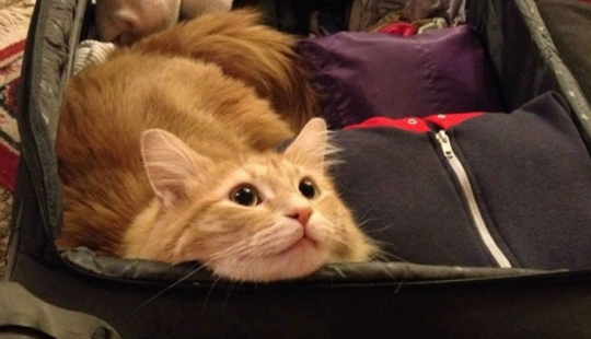 15 animals who refuse to believe that they are not being taken with them