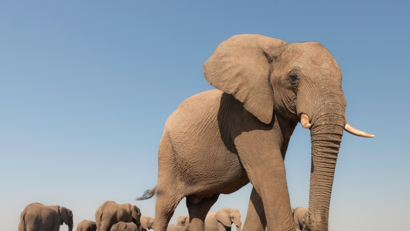 15 best places to see wild animals 15 best places to see wild animals