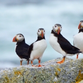 15 best places to see wild animals