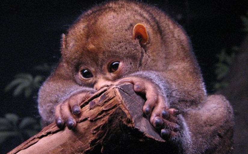 15 Cute Animals You Never Knew About 15 Cute Animals You Never Knew About